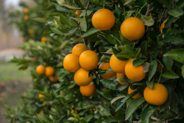 Healthy citrus trees with lush green leaves and vibrant fruit, treated with solution gypsum.