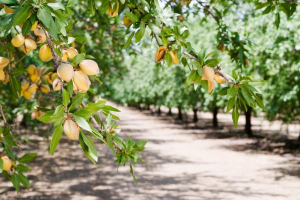 Close up picture of citrus tree with fruit