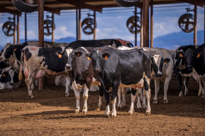 Cows standing on dusty dairy farm.