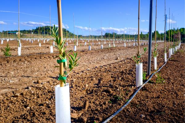 Agricultural applied to permanent crop soil through drip irrigation.