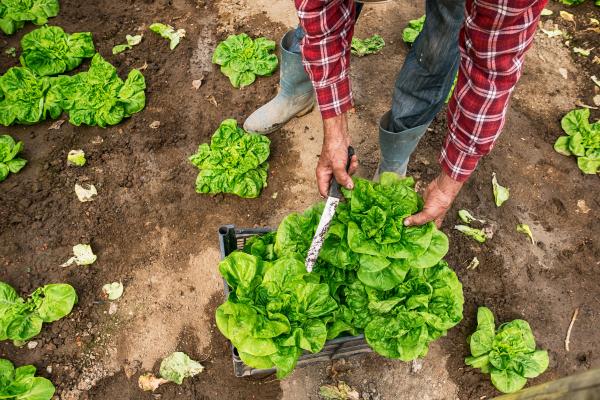 Harvesting leafy green lettuce.