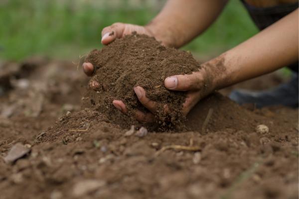 Nutrient rich soil treated with solution gypsum.